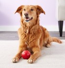 Kong Classic Bounce Ball Medium large Durable Rubber Fetch   Chew Dog Toy 3  Usa
