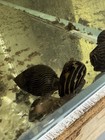 5 Zebra Nerite Snails