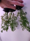 Water Sprite Potted Easy Live Aquarium Plant