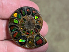 Spectacular Rare ammolite canada  Inlay In Fossil Ammonite madagascar see Video 
