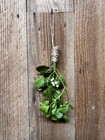 Mistletoe Bundle 8   x 2      fresh  Cut To Order