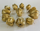 12 Chinese Lantern Physalis Alkekengi Gold Painted Dried Seed Pods 1 1 2  X 2 