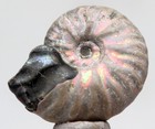 Ammonite Fossil Natural Rainbow Iridescent Opalized Ammolite Madagascar