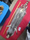 Tanned Raccoon Pelt With Feet Claws Winter Hide Skin Animal Fur Good Leather
