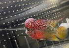   short Body  Red Dragon Two Tone Flowerhorn