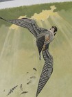 Richard Sloan Signed 28x22  Lithograph 1971 Plate No  14  Peregrine Falcon
