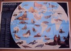National Geographic Magazine April 1987 Map Pinnipeds Around The World Seals