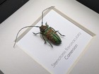 Framed Sternotomis Flavomaculata Beetle  Ethically Sourced Entomology Art