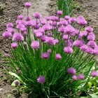 500 Heirloom Organic Chive Seeds     Non-gmo Perennial Herb     Oniony Garlic Flavor
