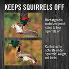 Droll Yankees Squirrel Proof Bird Feeder For Outdoors  5 Lb Seed Capacity