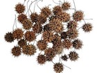 Sweet Gum Tree Seed Pods For Reptiles  Amphibians  Isopds  Terrarium  
