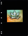  6 00 Scott Value - 2019 Middle East City Parks S s Leaf Scarcer Cv Mnh Nh Umm