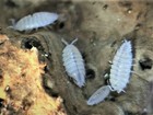 100   dwarf White  Isopods  trichorhina Tomentosa  -  live Insect Clean-up Crew