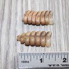 2 Rattlesnake Rattles   365    Taxidermy Diamondback Sidewinder