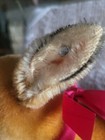 1940 s Steiff Teddy Bear Co  Large Mohair Deer Fawn With Button