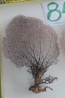3-natural Sea Fan - Coral - Sea Whip - Free Shipping 8x5  6 5x5  7x5 5  Inches