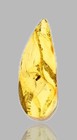 Detailed Brachycera  fly  - Fossil Insect Inclusion In Dominican Amber