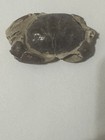 Fossil Crab China