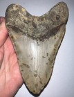 Huge Megalodon Fossil Shark Tooth 5 46 Inches  Incredible Serrations No Repair 