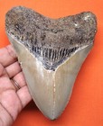 Megalodon Shark Tooth - Real Fossil - 4 93  - Shark Teeth - Natural No Repairs