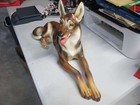Vintage Antique Large Wien Austria Porcelain German Shepherd Gorgeous Piece
