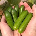 Cucumber Seeds Variety Pack - Non-gmo  Easy To Grow  Mini-me F1  20 Seeds Total