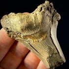 Rare Pathological Angustiden Shark Tooth  otodus Angustidens  2 88  Patho Fossil