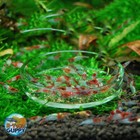 10 1 Red Rili - Freshwater Neocaridina Aquarium Shrimp  Live Guarantee