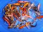 60-lot Assorted 2 -4  Select Grade  Mixed Live Koi Fish Pkf