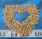   Rice Shells      special      Wheat beige brown   500    Sailor s Valentines  