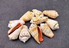 Strawberry Conch Seashells Conomurex Luhuanus  10 Shells Approx  1  Inches 