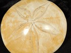 Big  Polished 150 Million Year Old  Sand Dollar Fossil Madagascar 151gr