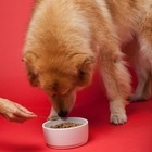 The Missing Link Original All Natural Superfood Dog Supplement  Balanced Omega 3