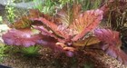 Buy 2 Get 1 Free Tiger Lotus Nymphaea Zenkeri Lily Live Aquarium Plants    