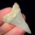 Lesser White Shark Tooth  carcharodon Hastalis  1 64  Real Fossil Shark Teeth