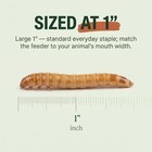 Large Mealworms - 500 Count   Live Feeder Worms