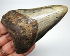Megalodon Shark Tooth Real Fossil 3 38 Inches -  Shark Teeth - No Restorations