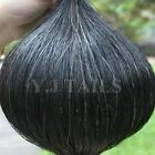 Y j Tails Natural Black Real Horse Hair Tail Extension 170g 28-30  Aqha B2s