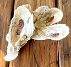 Natural Oyster Cluster Large 9  Seashell Nautical Beach Decor Book Shelf Craft