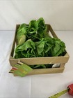 Realistic Fake Rubber Play Food Lettuce W Basket Prop Nutrition Display Replica