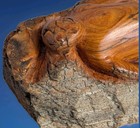 Native American Wood Carving Seal On Rocks Signed Saule   Sunning Scarface 