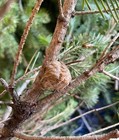 15 Quantity Farm Fresh Praying Mantis Egg Casings  Picked 2026