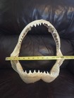 Monster Bull Shark Jaw  Professionally Cleaned   12 Inches Of Real Shark Jaws