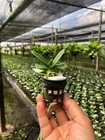 Set 3 Plants    Rhynchostylis Gigantea  compact Pink -young Seedling 