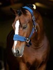 New It03463008 Lemieux Vogue Headcollar   Leadrope   Color Atlantic Blue   Full