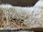 Two Large Coyote Pelts Tanned 50 To 52 Inch