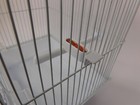 10pc Bird Cage Water   Food    Seeds   Minerals Treats Feeder Finger Drawers Cup