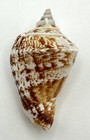 Conomurex Decorus Sea Shell 46 17mm Beautiful Dark Pattern Natural Specimen