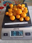 Vintage Egg Yolk Butterscotcamber Bakelite Round  Loose Beads 7 4 Oz   217 Grams