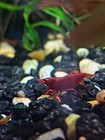 20 3 Fire Red Cherry Shrimp Freshwater Neocaridina Aquarium 100  Live Guarantee